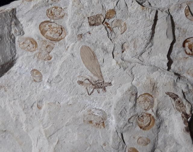 Diptera sp. LINNAEUS 1758 (Zweiflgler) - Bild © FossNet FossilienStore